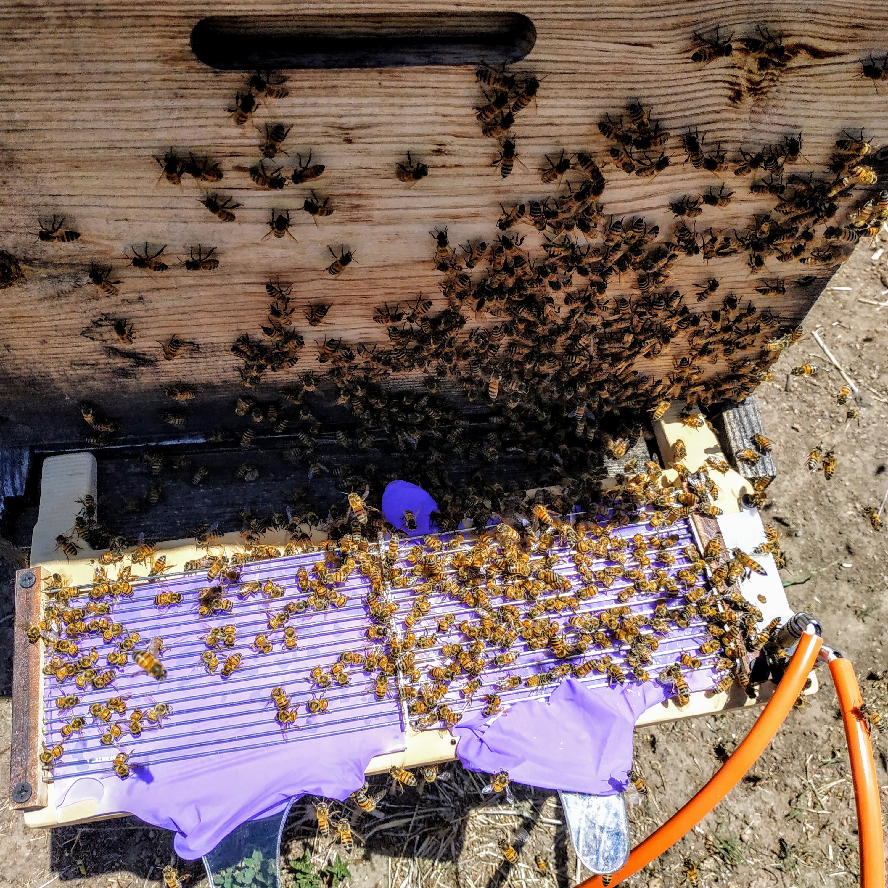 Bees crowding collector on the field